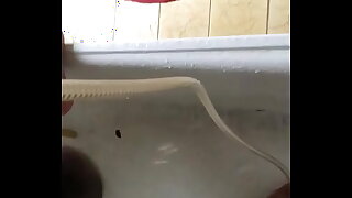 Indian little dick