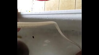 Indian tiny cuck